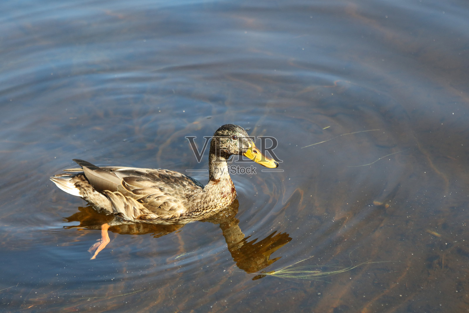 野鸭 / 马尔德鸭 / 鳄嘴鸭照片摄影图片