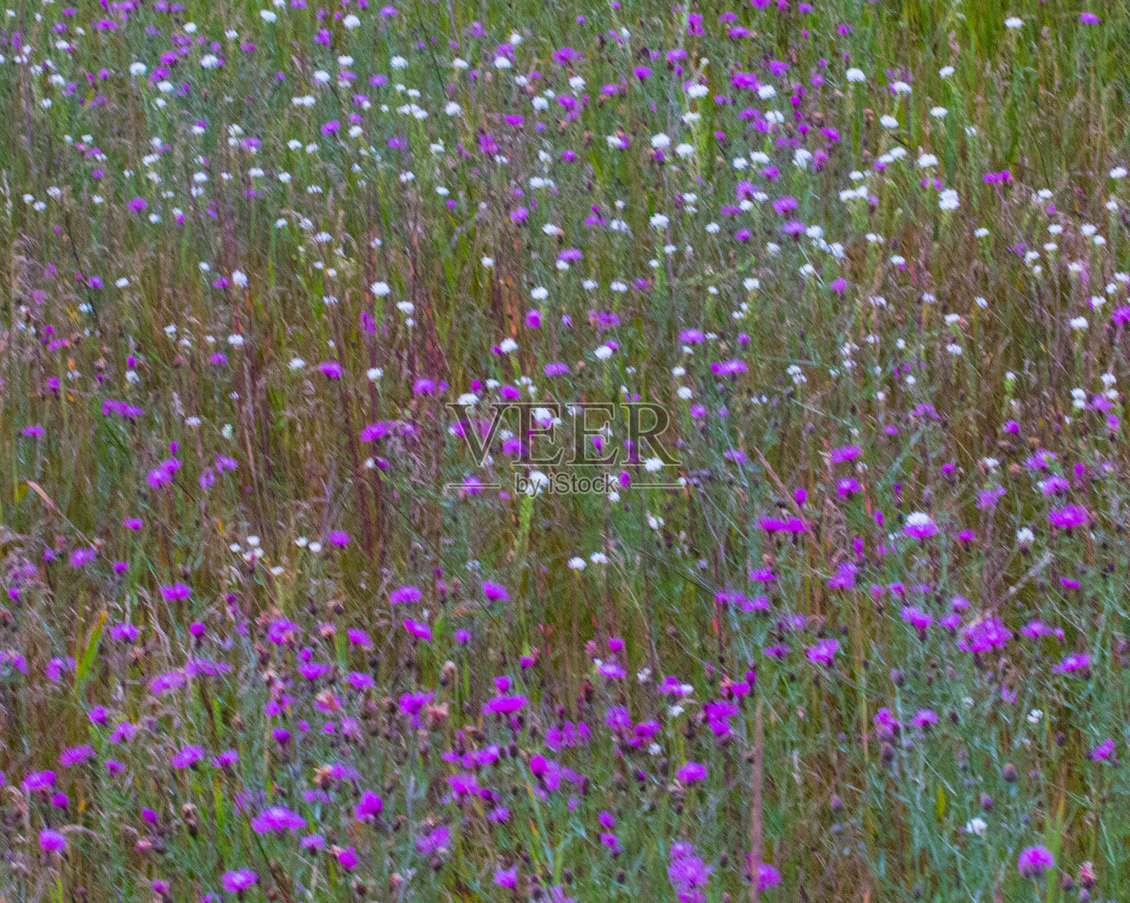 野花草甸，埃尔克湖，密歇根州照片摄影图片