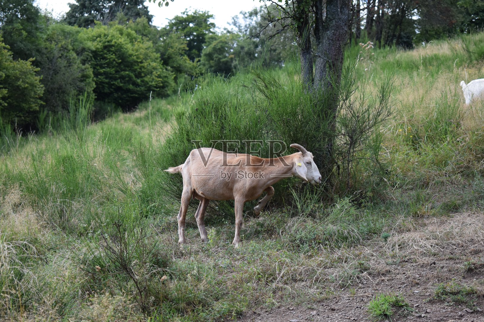 棕色山羊在树上抓背照片摄影图片