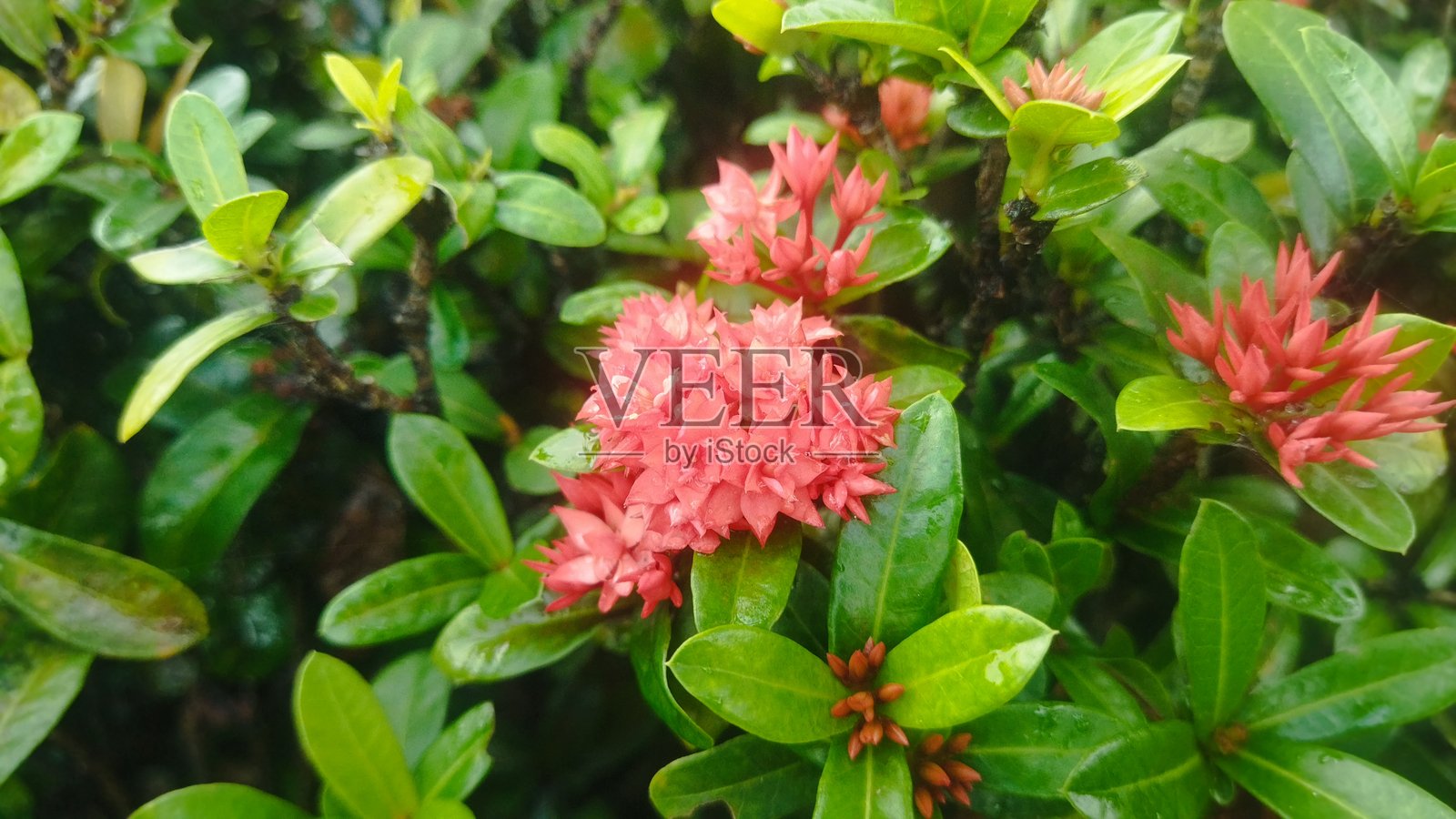 红色九重葛花照片摄影图片