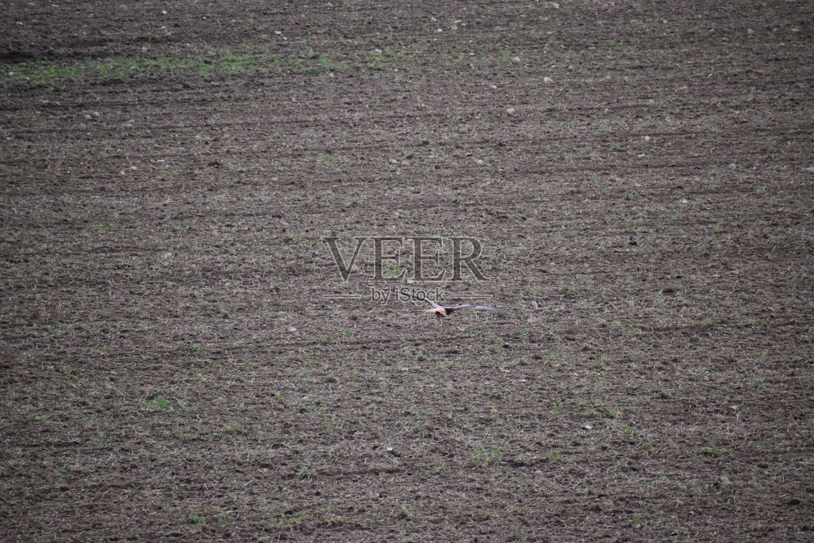 耕作的田野与鹳鸟照片摄影图片