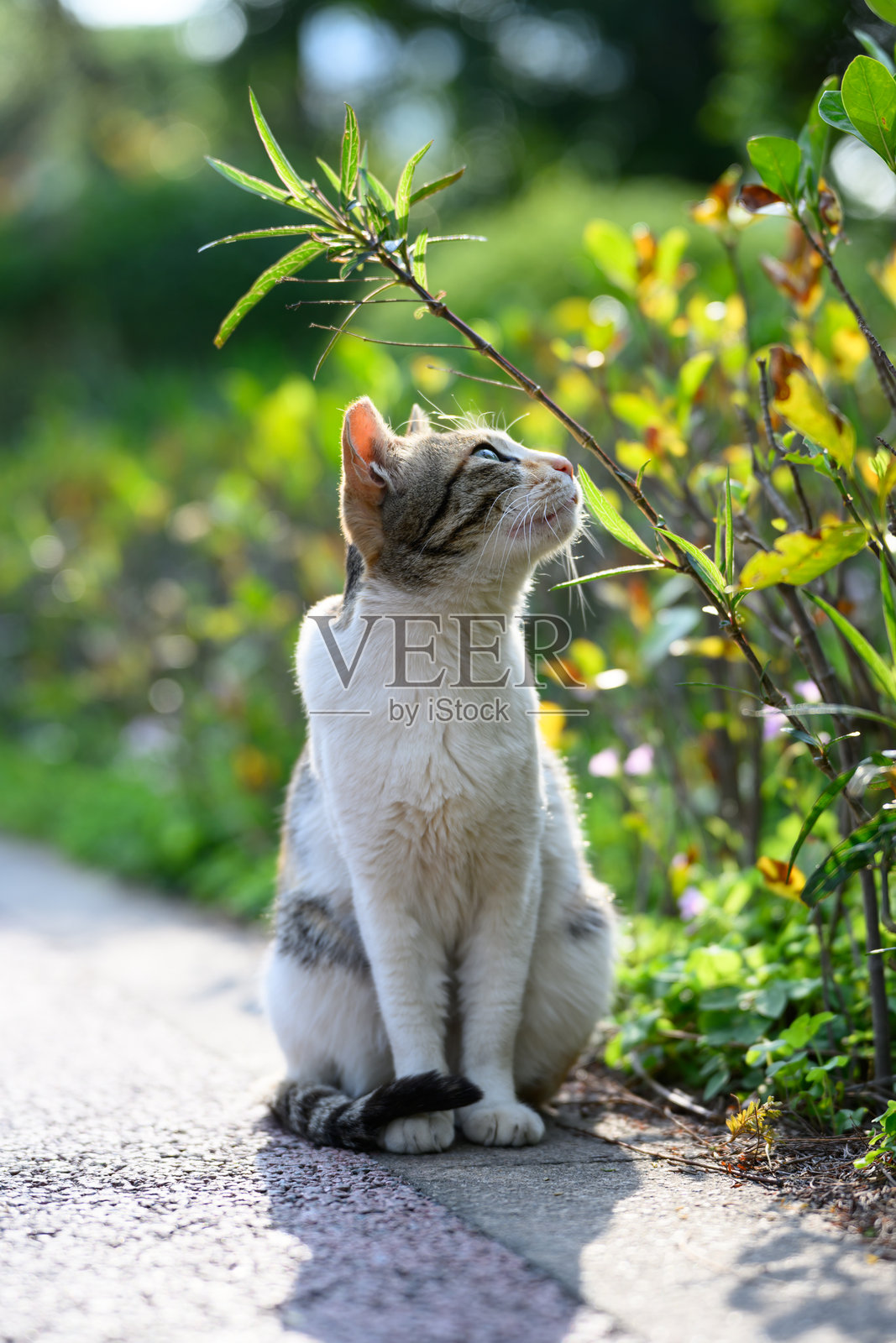 户外，猫咪坐在地上照片摄影图片