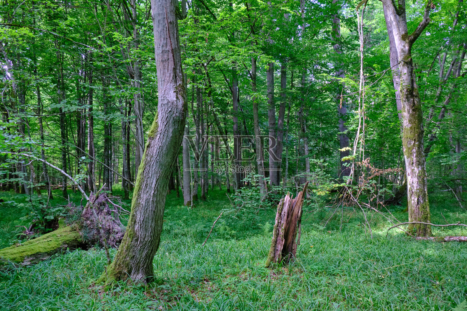 苔藓包裹着一部分断裂的榆树枝照片摄影图片