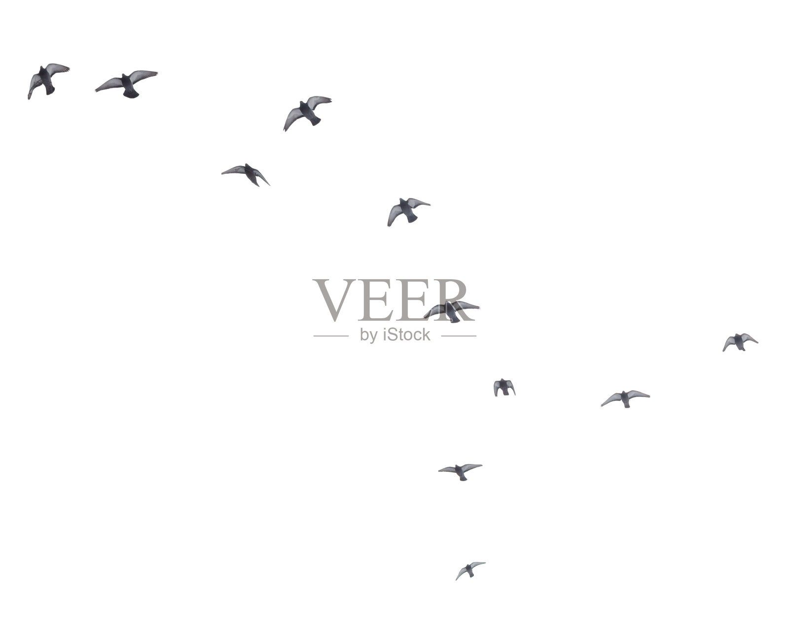 一群鸟在白色背景上排成一行飞翔照片摄影图片