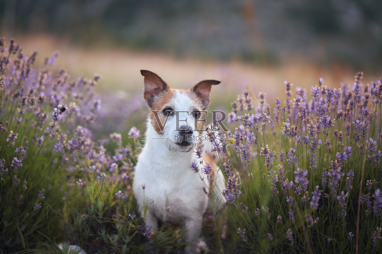 杰克罗素梗被盛开的薰衣草包围照片摄影图片