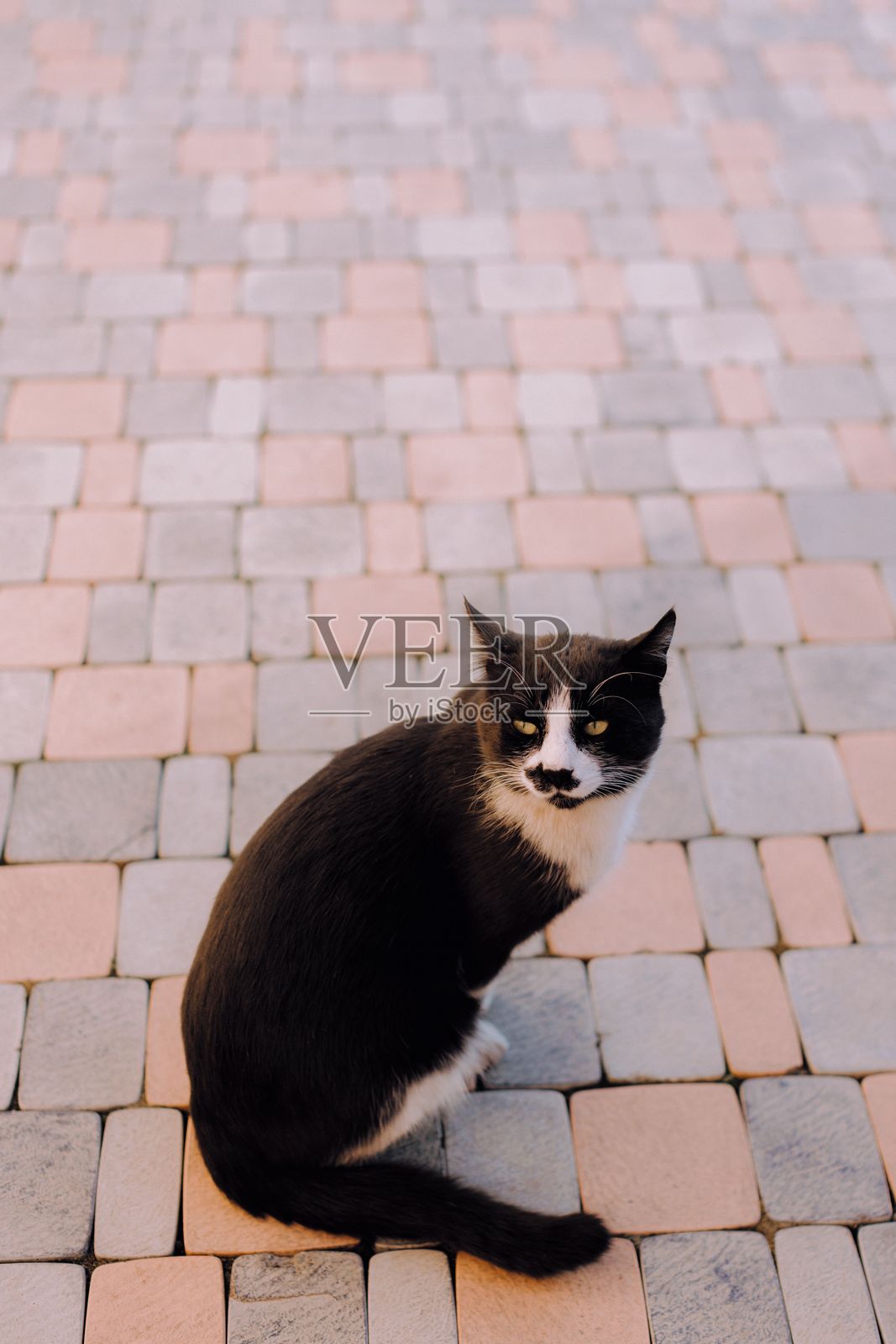 黑白相间的猫在石铺路面上。照片摄影图片