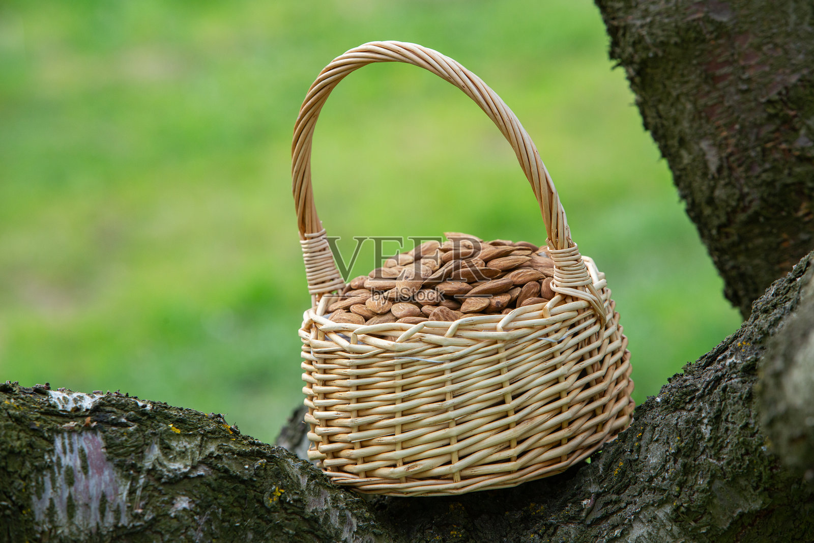 盛开的杏树园。美丽的树木在春季绽放粉色花朵，位于欧洲。杏花。照片摄影图片