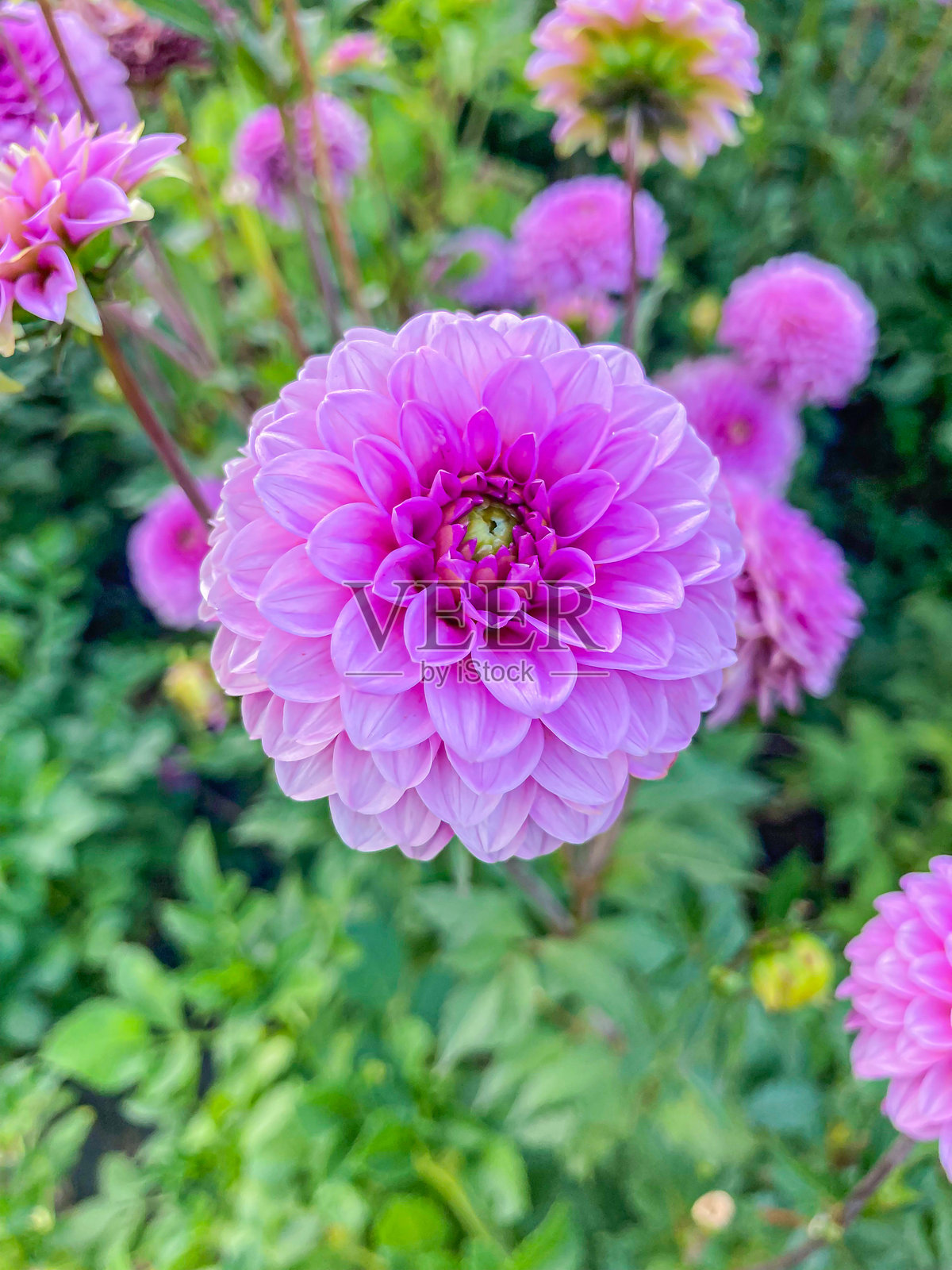 一朵盛开的粉色花朵特写，清晰可见的雌蕊和雄蕊，周围环绕着不同开花阶段的相似花朵。场景生机勃勃，展示了底部的生长。照片摄影图片