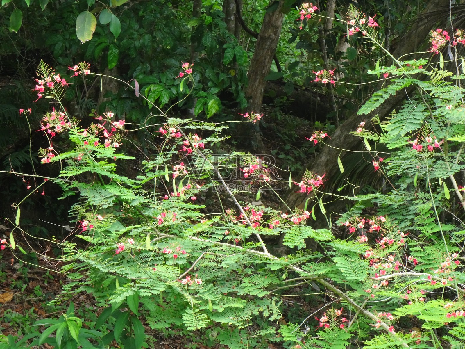 科尔科瓦多山。山附近是蒂茹卡国家公园。照片摄影图片