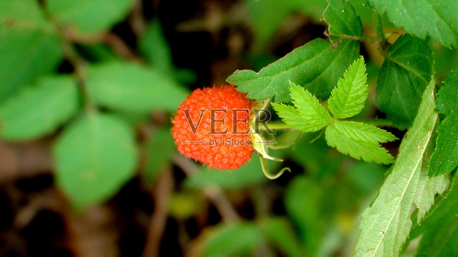 红桑果 - Rubus rosifolius照片摄影图片