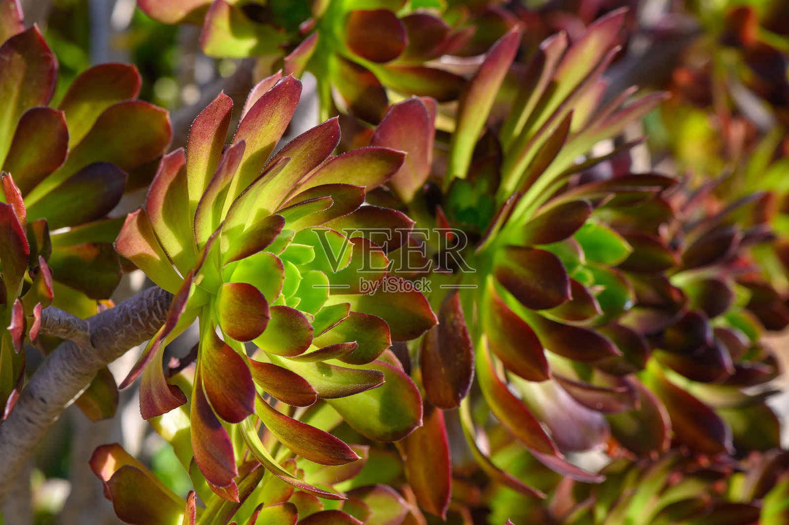 在金色时光的花园里，生机勃勃的多肉植物沐浴在温暖的阳光下，展现出大自然的精致之美。照片摄影图片