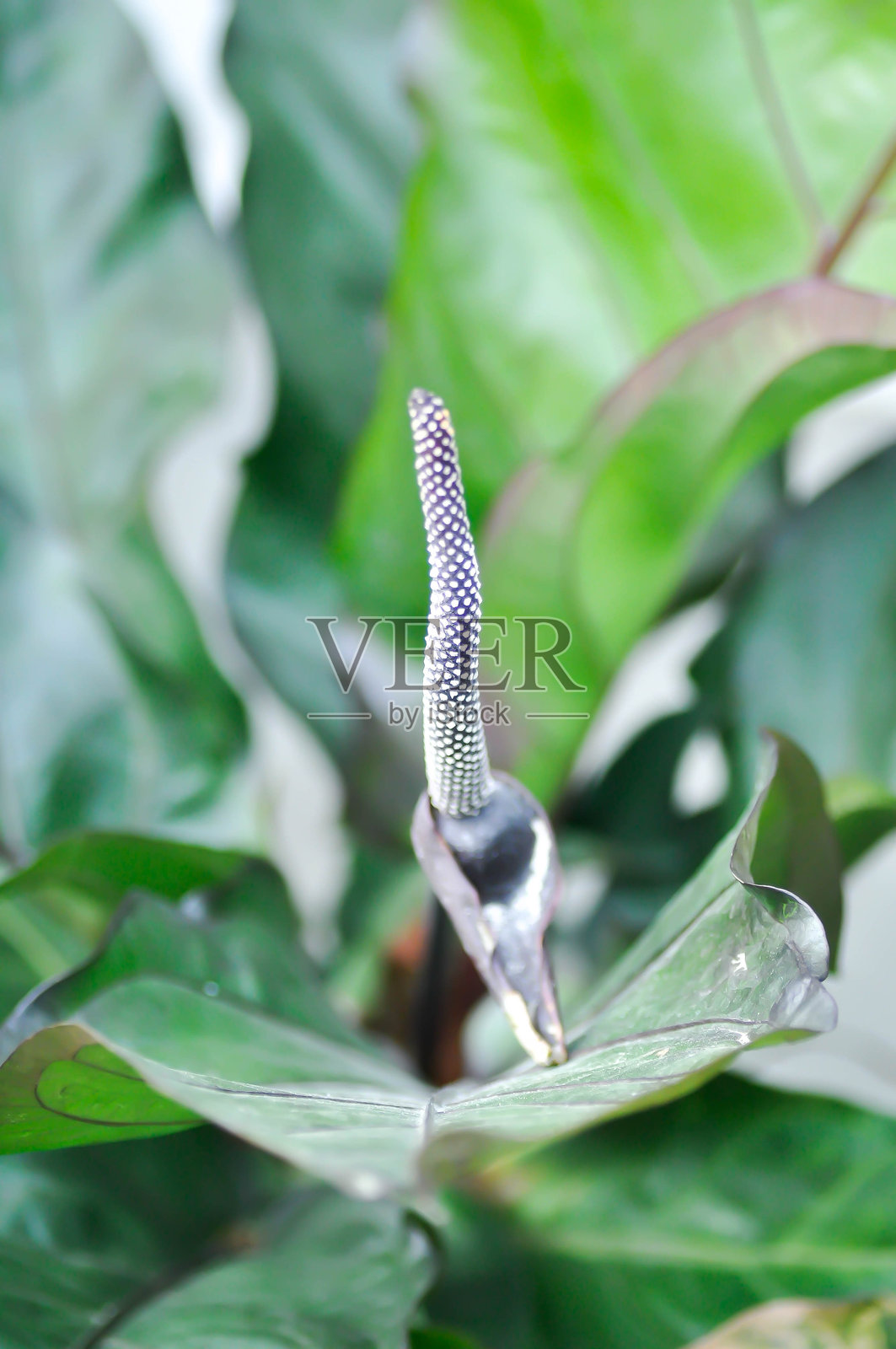 安祖花文艺复兴或安祖花文艺复兴花或种子照片摄影图片