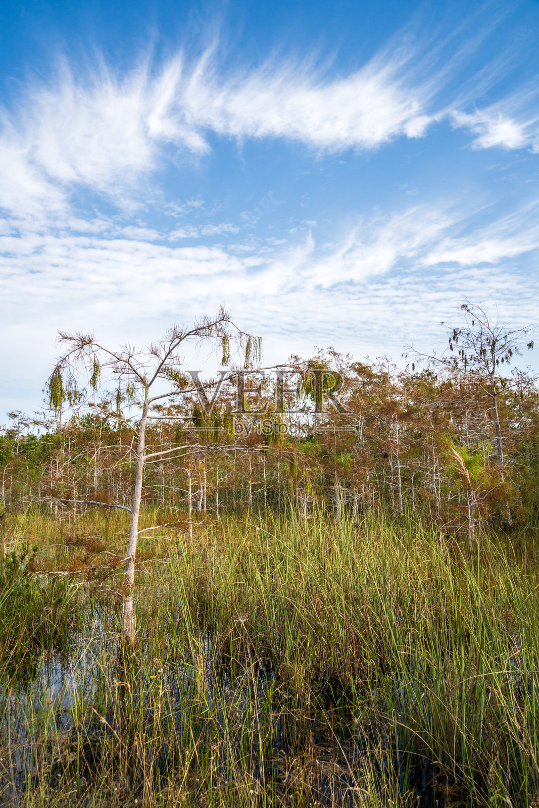 美国佛罗里达州大沼泽地国家公园的沼泽地照片摄影图片