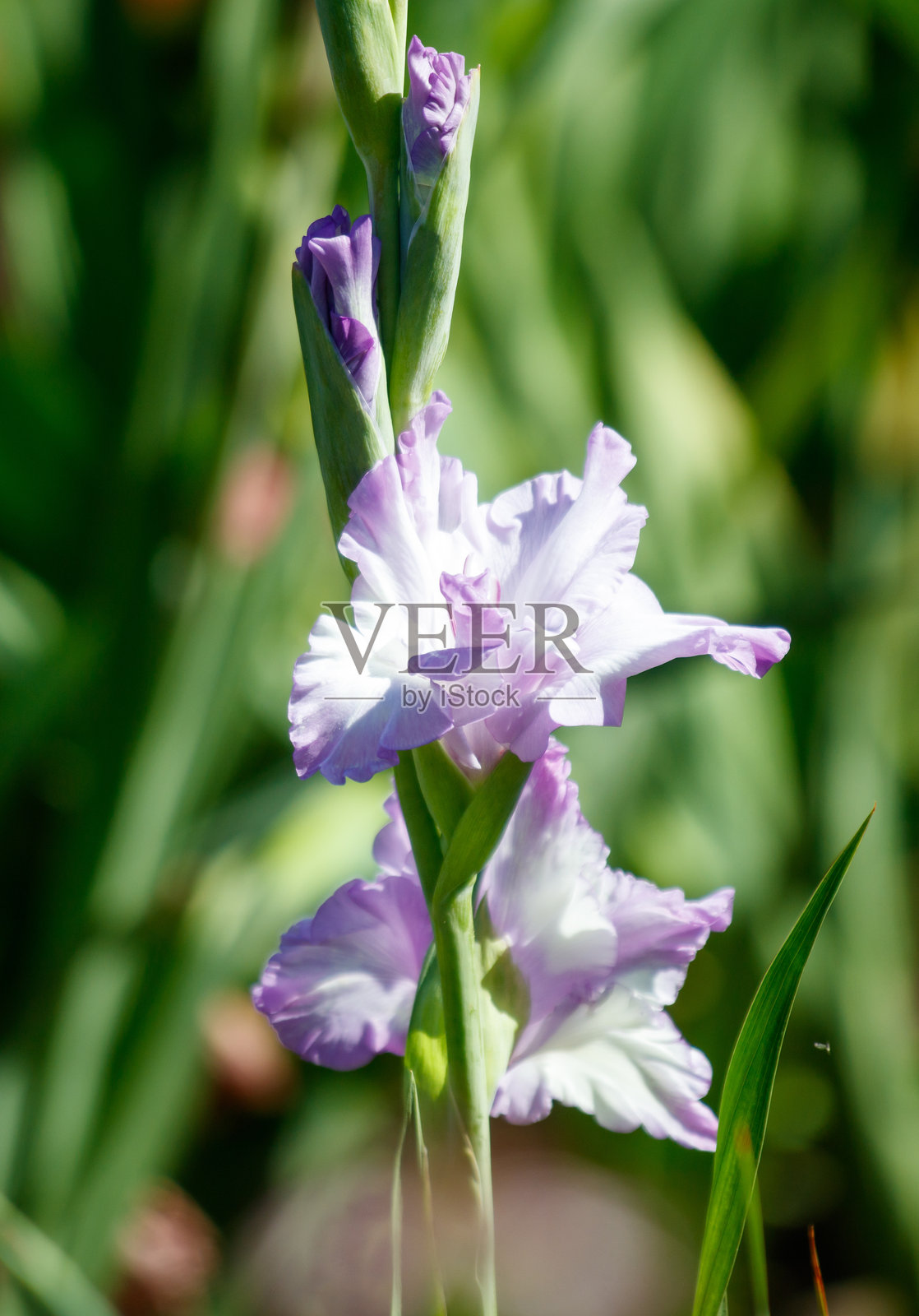 一朵紫白相间的花朵，配有绿色的叶子照片摄影图片