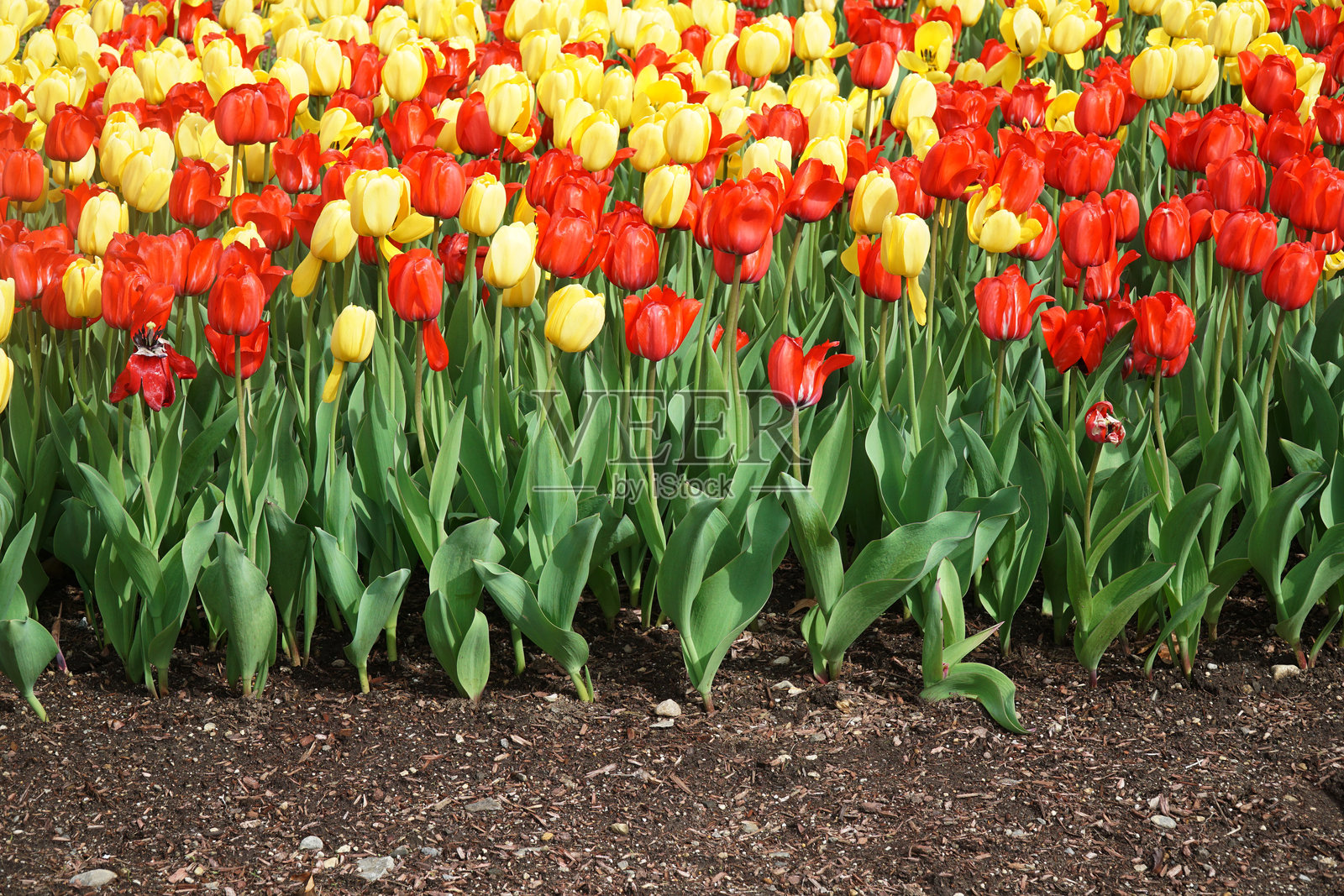 春天花坛中盛开的郁金香照片摄影图片