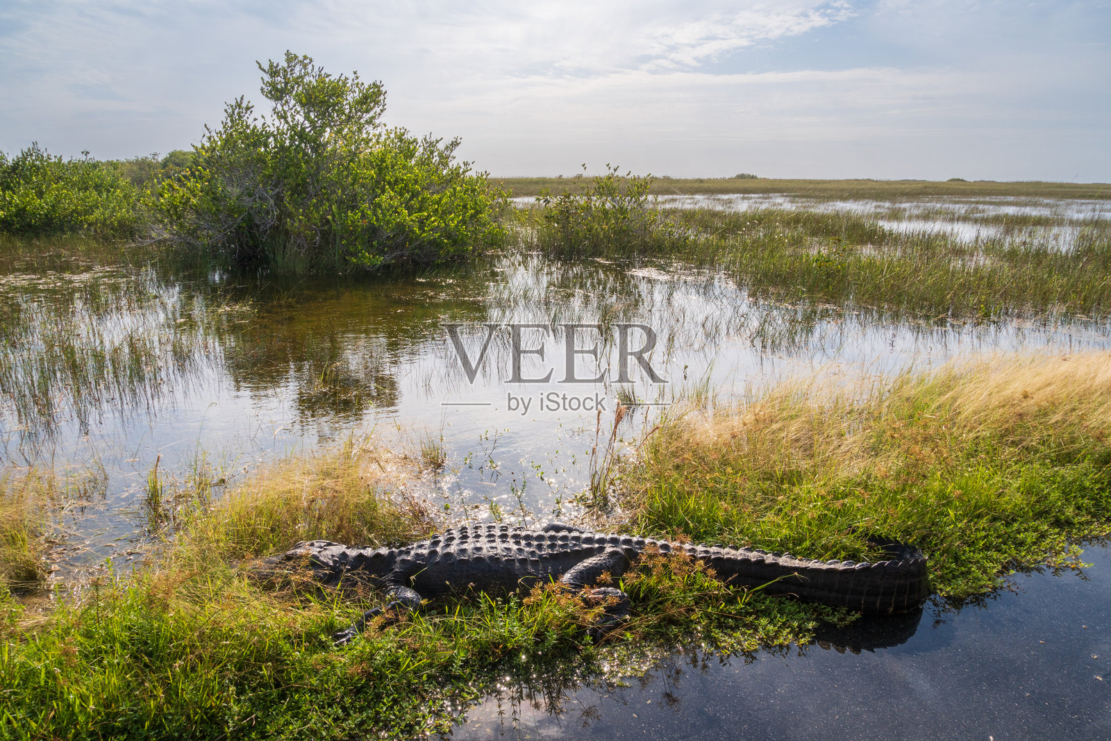 佛罗里达州埃弗格雷德斯国家公园的鳄鱼照片摄影图片