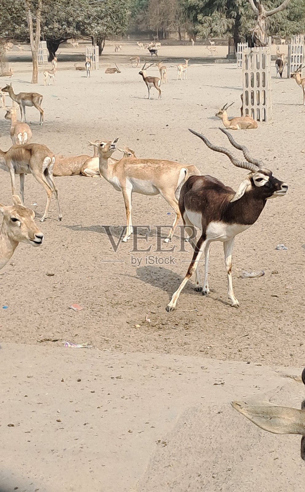 印度黑羚羊在自然栖息地中照片摄影图片