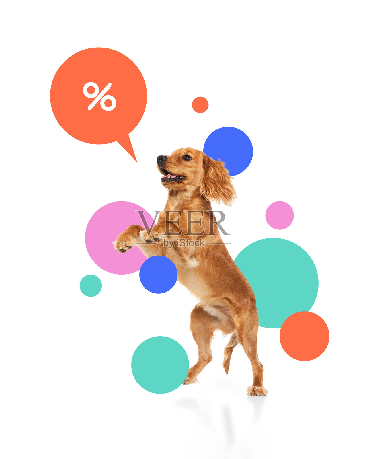 当代艺术拼贴。快乐的金色狗狗站立在后腿上，周围环绕着柔和色调的圆圈和百分比对话气泡。照片摄影图片