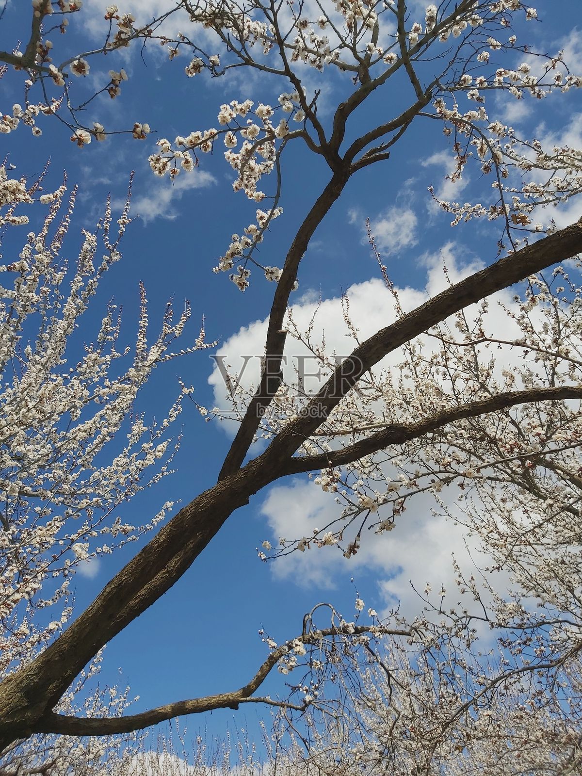 蓝天下的樱花。照片摄影图片