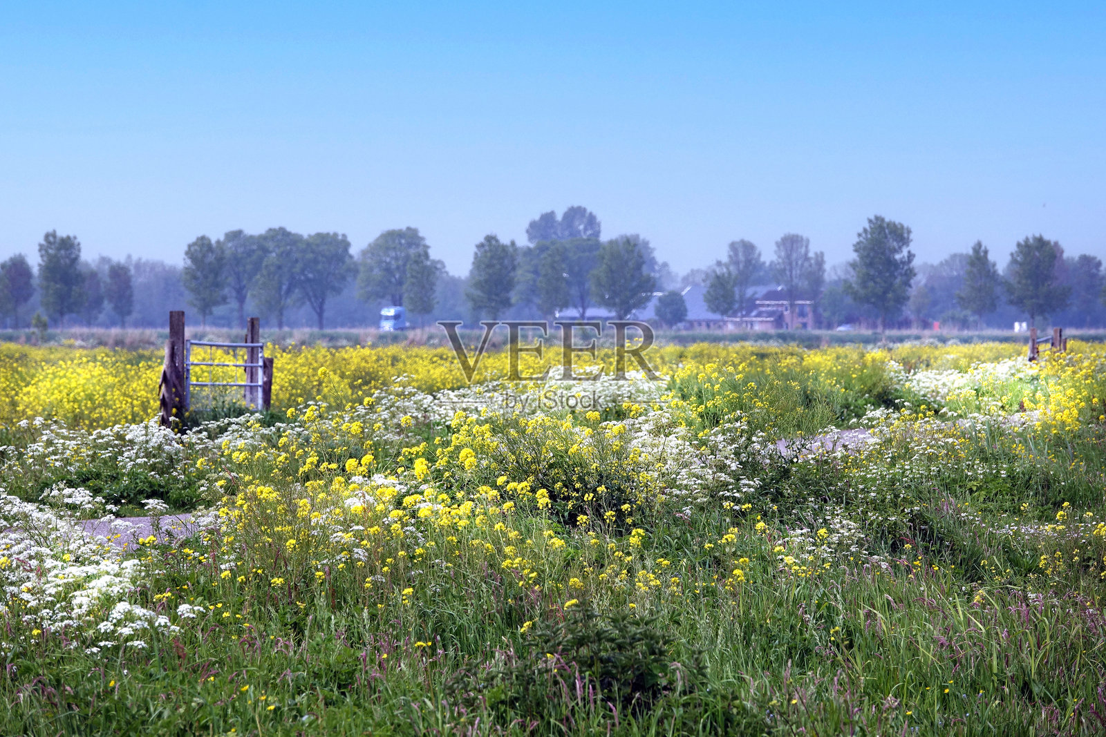 荷兰北部的春天照片摄影图片