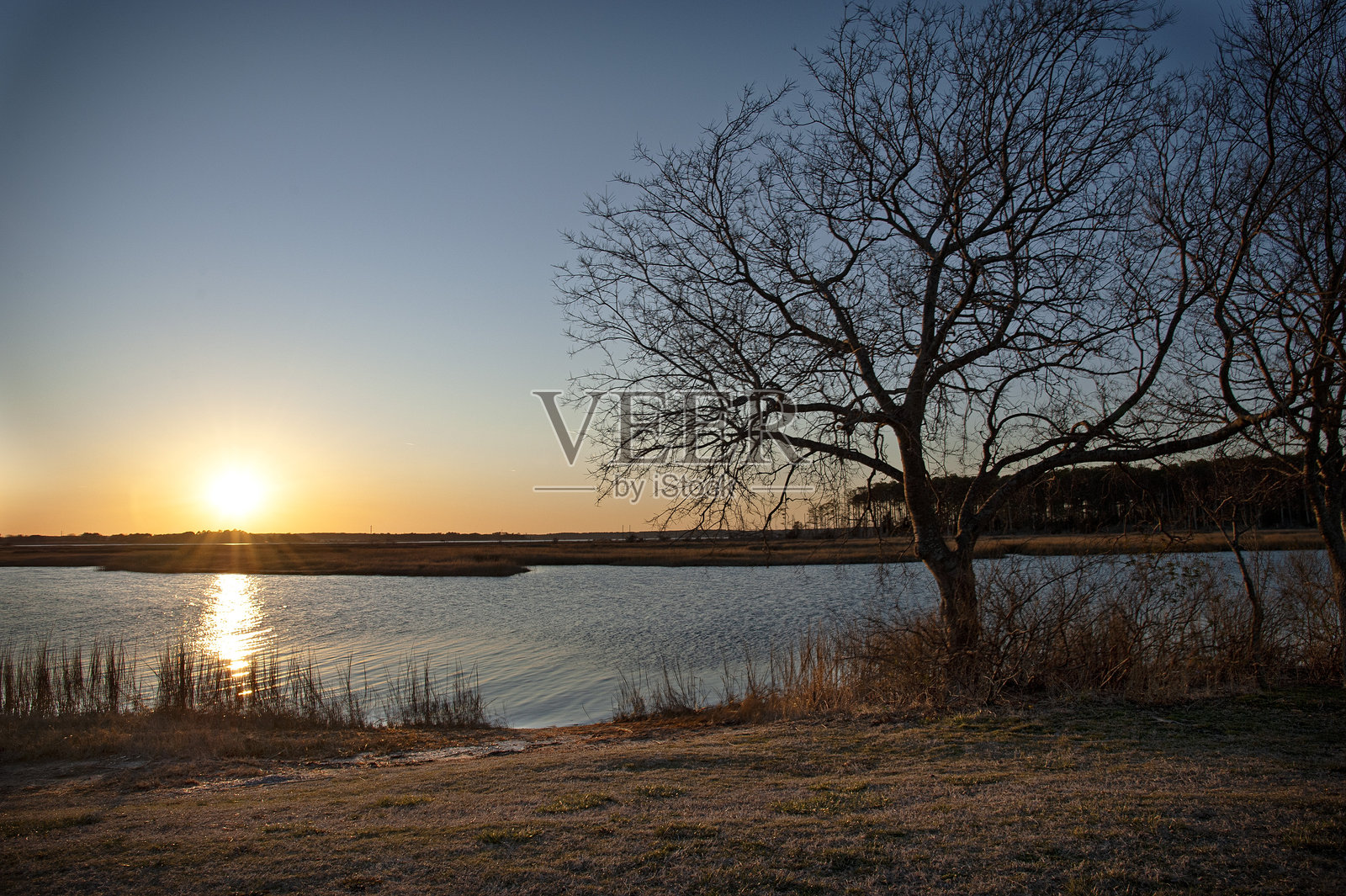 日落时的树木剪影照片摄影图片