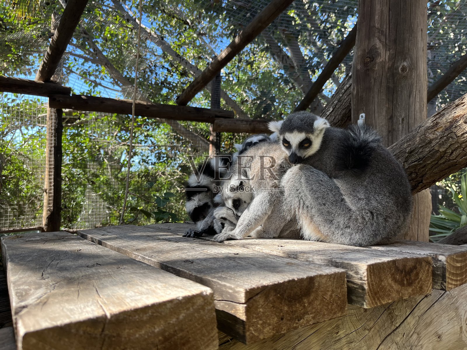 狐猴照片摄影图片