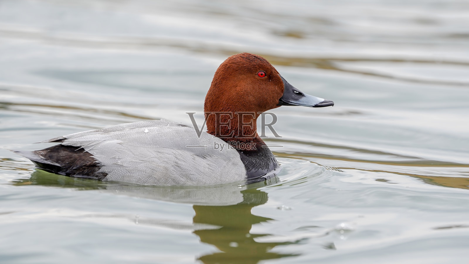 普通潜鸭在湖中游泳照片摄影图片