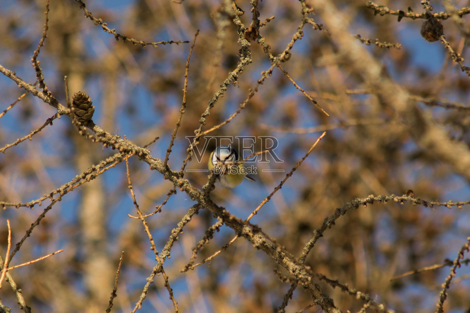欧亚蓝山雀 (Cyanistes caeruleus)照片摄影图片