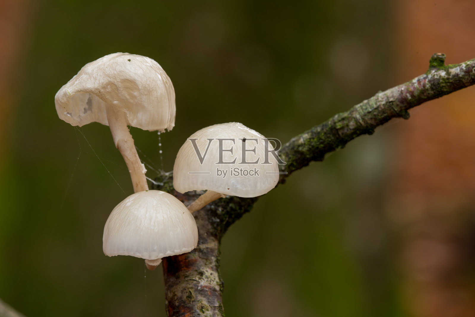 树皮上的瓷菌（Oudemansiella mucida），丹麦维堡，欧洲照片摄影图片