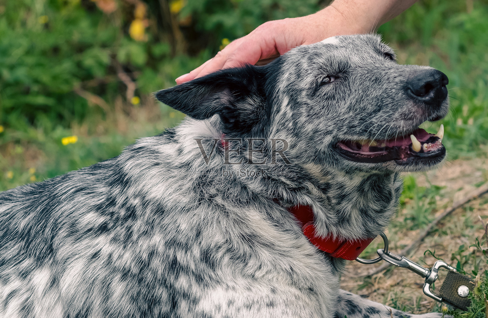 在绿草坪上抚摸一只杂种斑点狗照片摄影图片