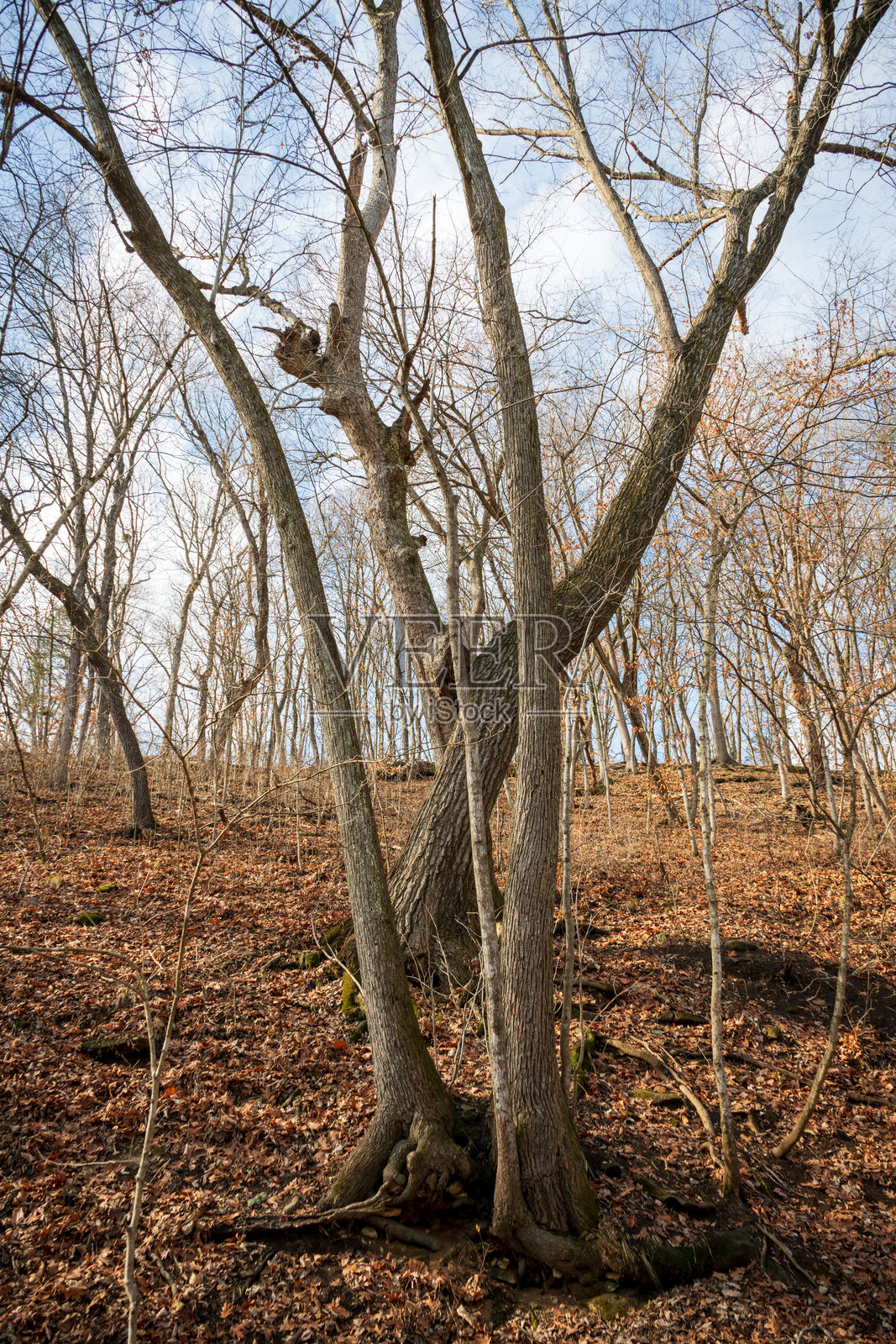 密苏里州岩桥纪念州立公园的森林照片摄影图片