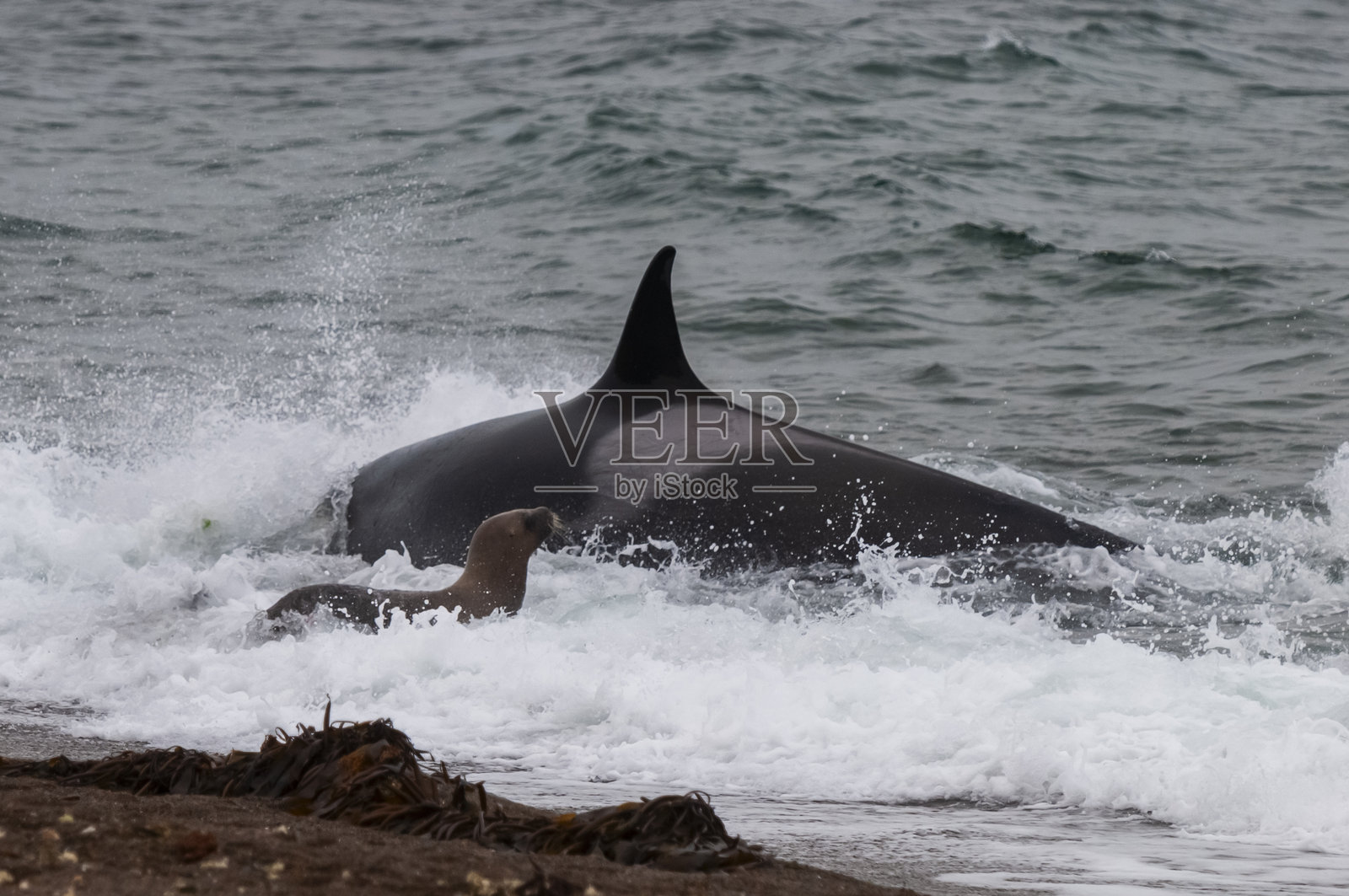 逆戟鲸故意搁浅以捕猎海狮，瓦尔德斯半岛，世界遗产，巴塔哥尼亚，阿根廷。照片摄影图片