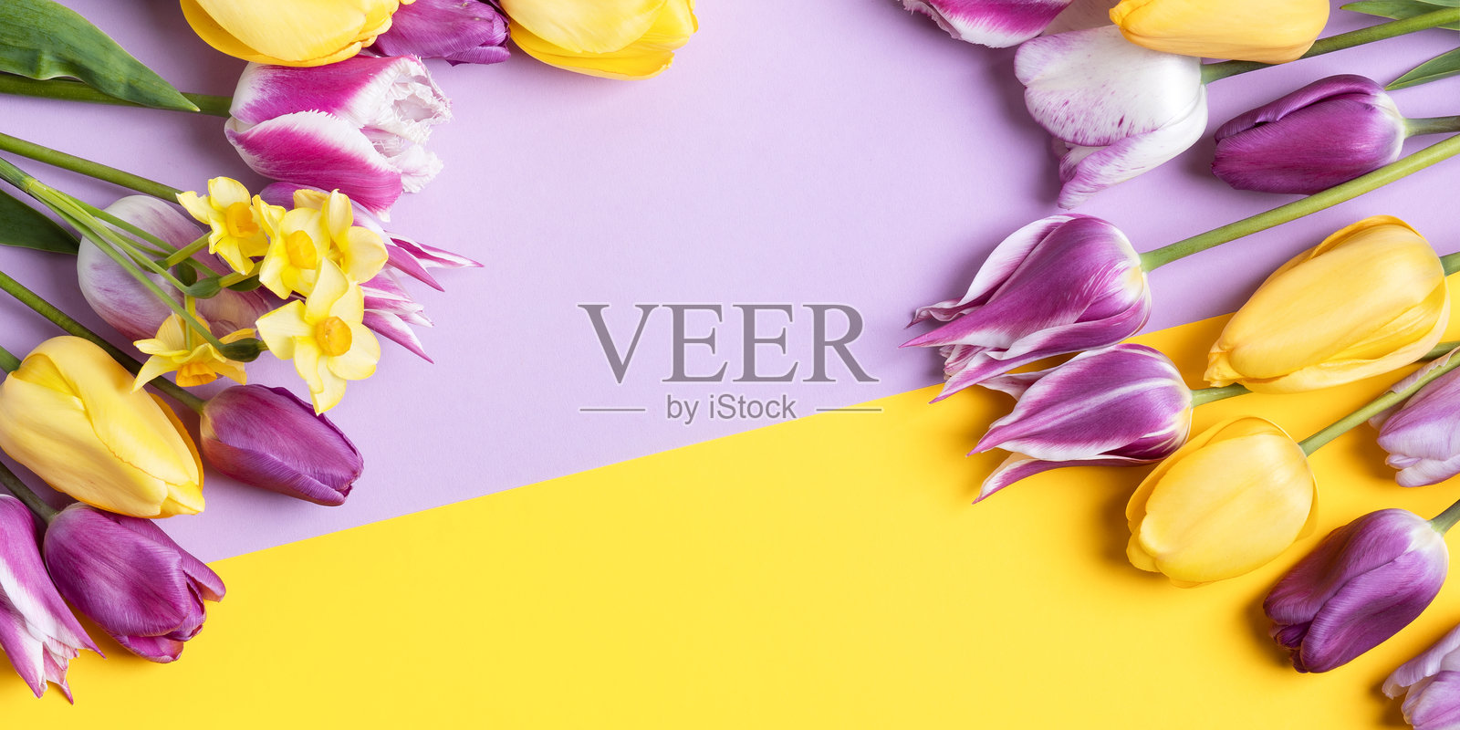 紫色背景上的春季花卉照片摄影图片