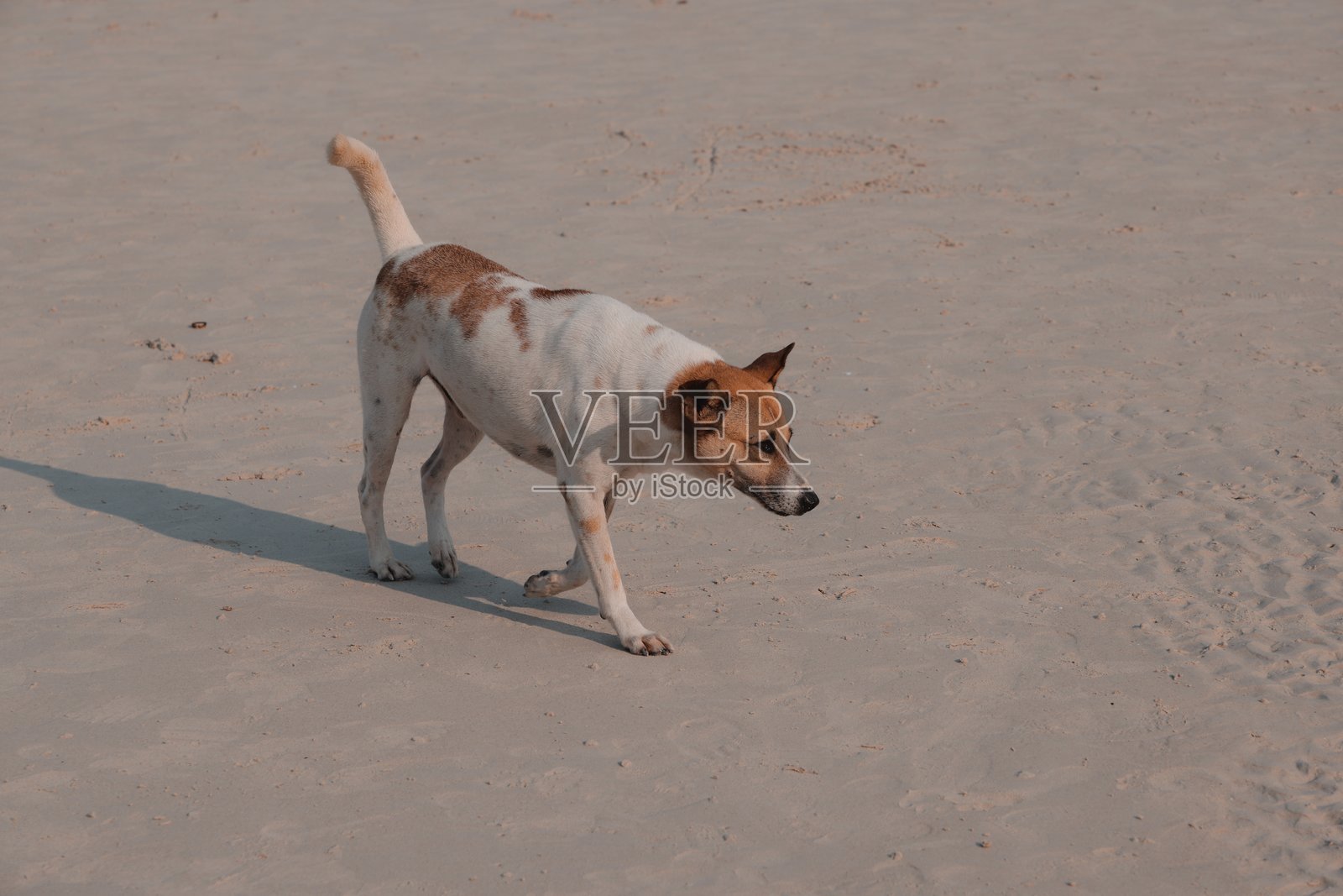 一只快乐的狗在阳光明媚的沙滩上悠闲地散步，旁边是生机勃勃的大海。照片摄影图片
