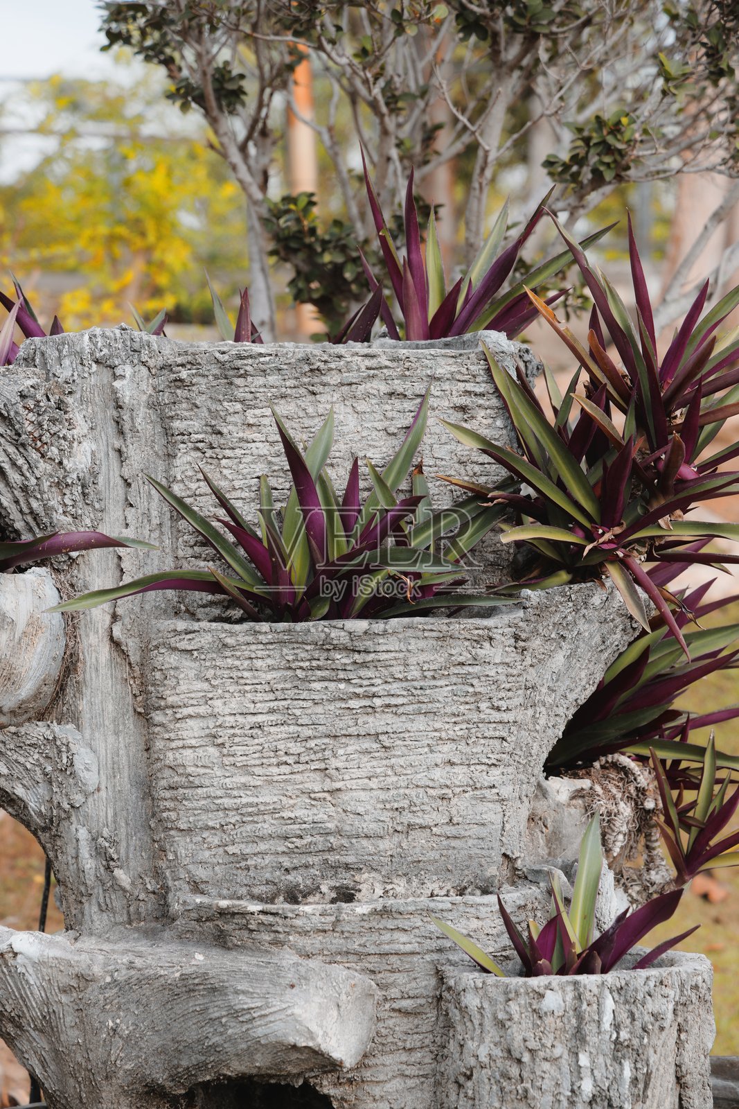 鲜艳多彩的植物从美丽的纹理石面上冒出照片摄影图片