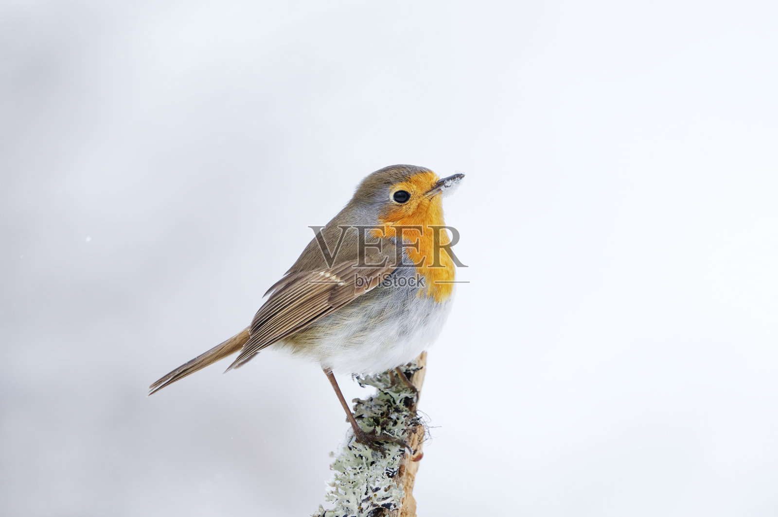 欧洲知更鸟（erithacus rubecula）栖息在树枝上，背景是早春的雪景。照片摄影图片