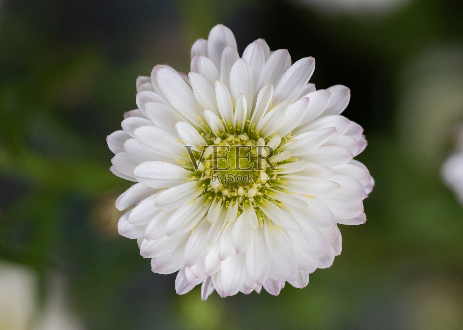 盛开的白色紫菀花，花瓣层次分明，背景柔和的绿色。照片摄影图片