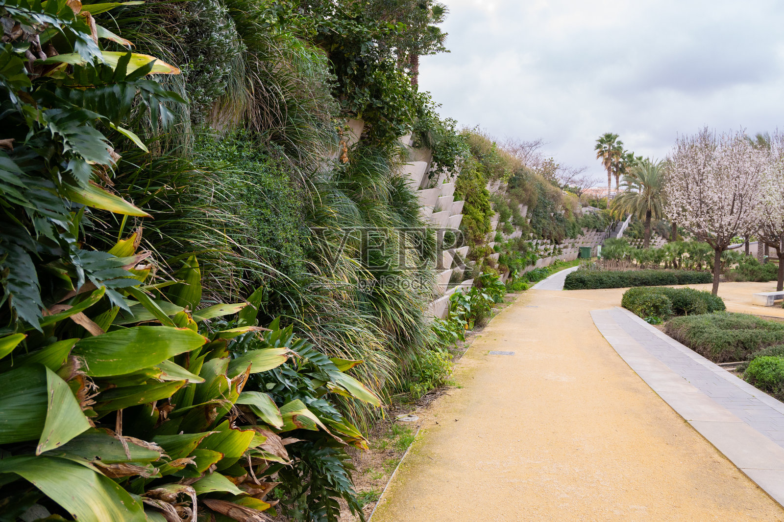 风景如画的公园小径，绿意盎然，树木盛开。照片摄影图片