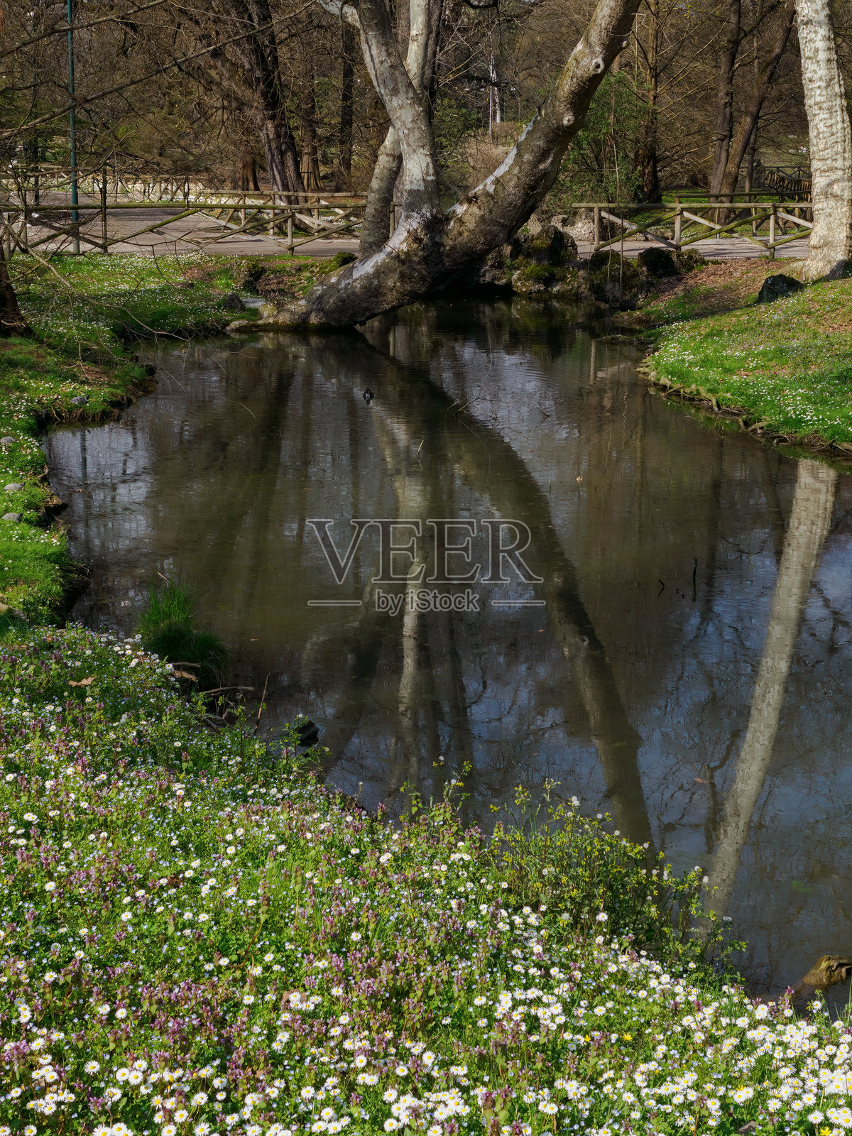 意大利米兰的森皮奥内公园，三月时节照片摄影图片