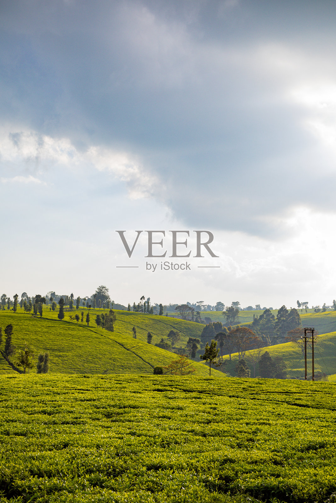 肯尼亚的茶园种植园照片摄影图片