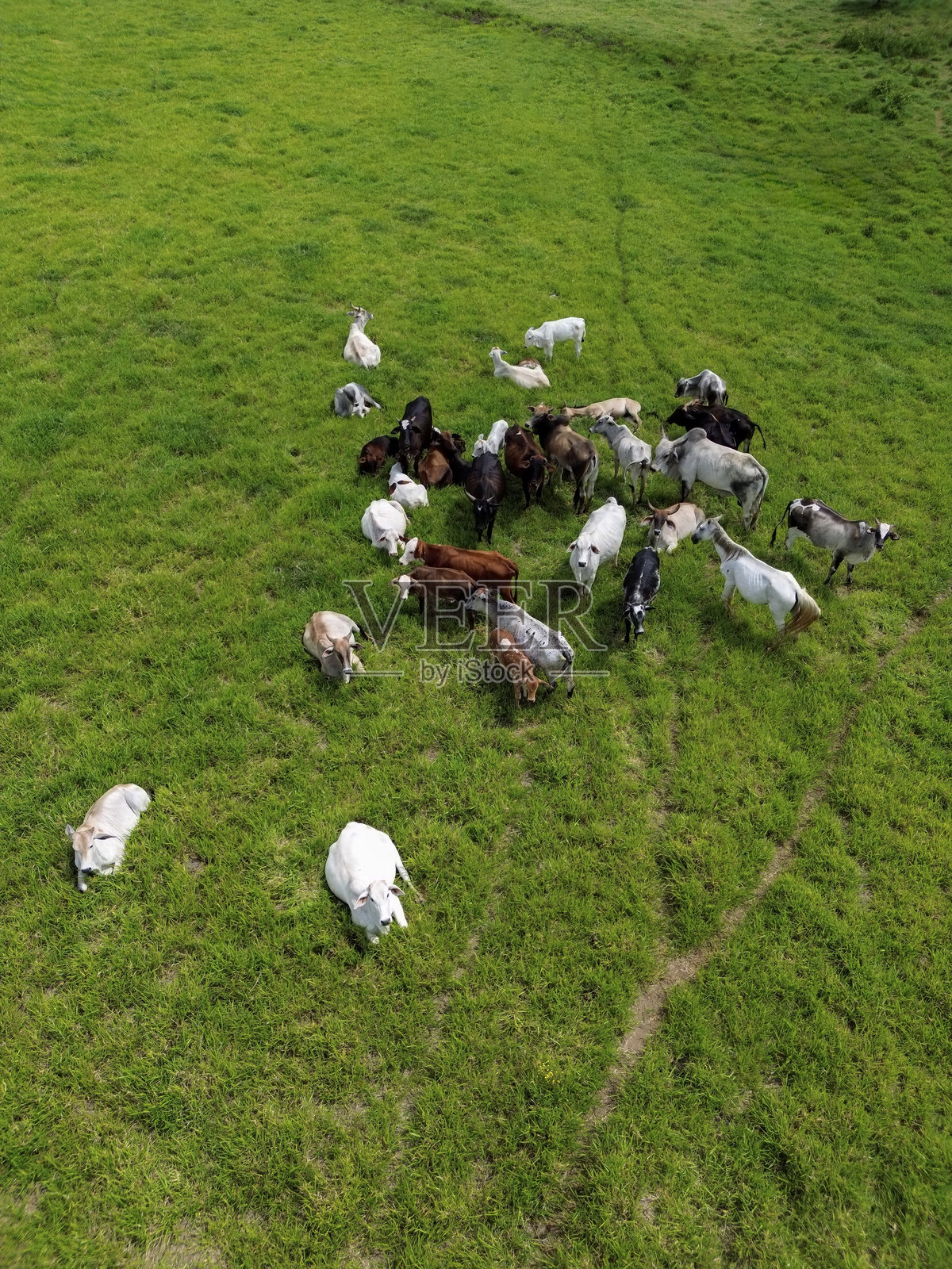 从空中俯瞰一群混合的牛在乡村农业环境中阳光明媚的绿草地上吃草和休息。照片摄影图片