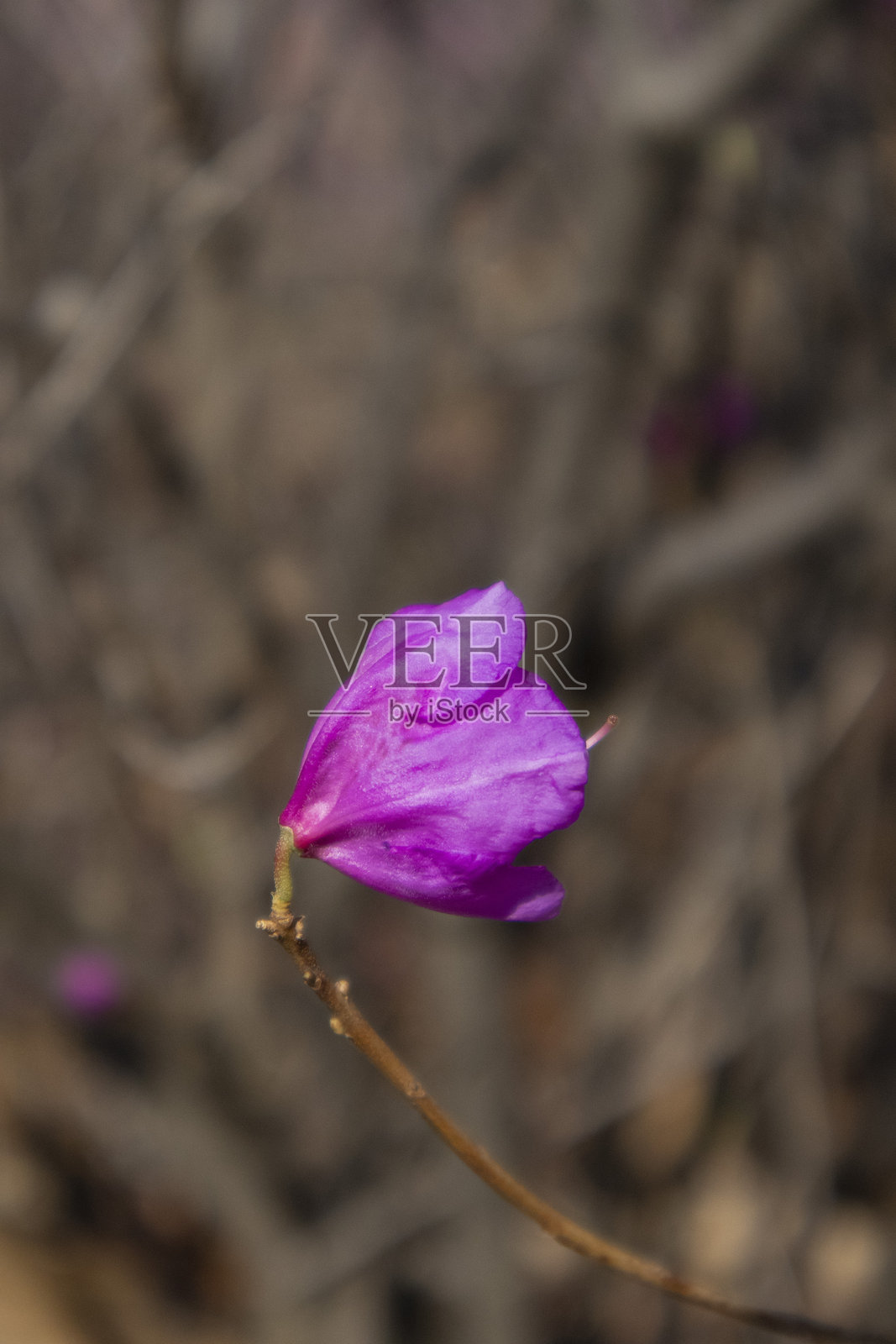 春天来了，美丽的粉色杜鹃花盛开。照片摄影图片