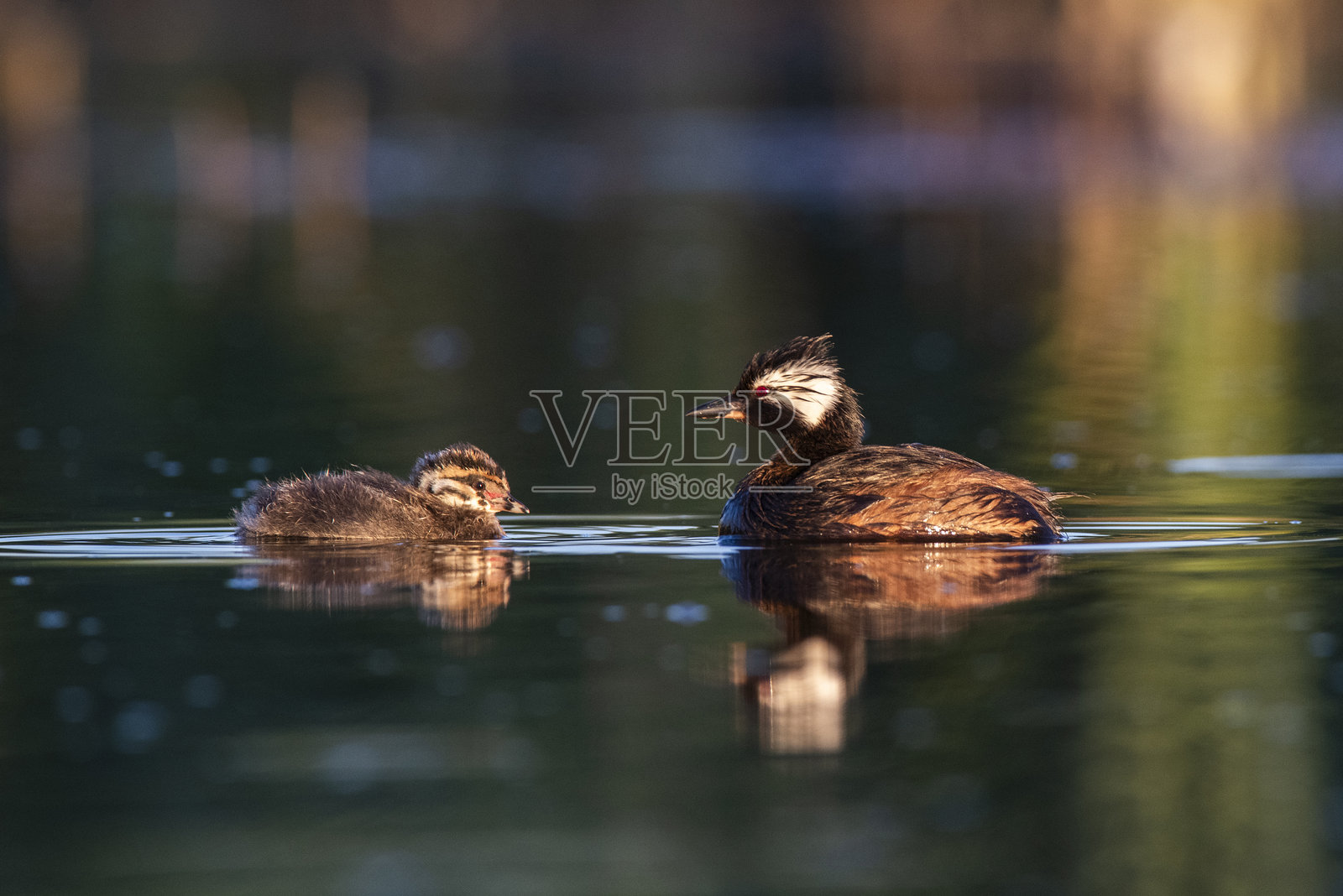 白冠潜鸟在阿根廷巴塔哥尼亚拉潘帕省游泳照片摄影图片