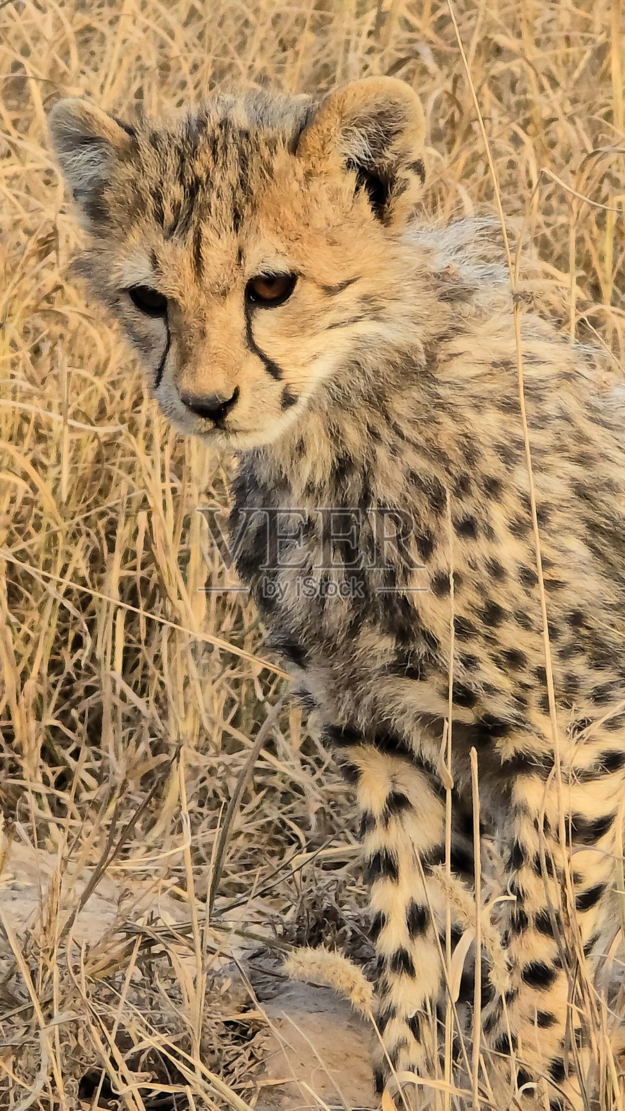 在肯尼亚干草丛中坐着的小猎豹幼崽照片摄影图片