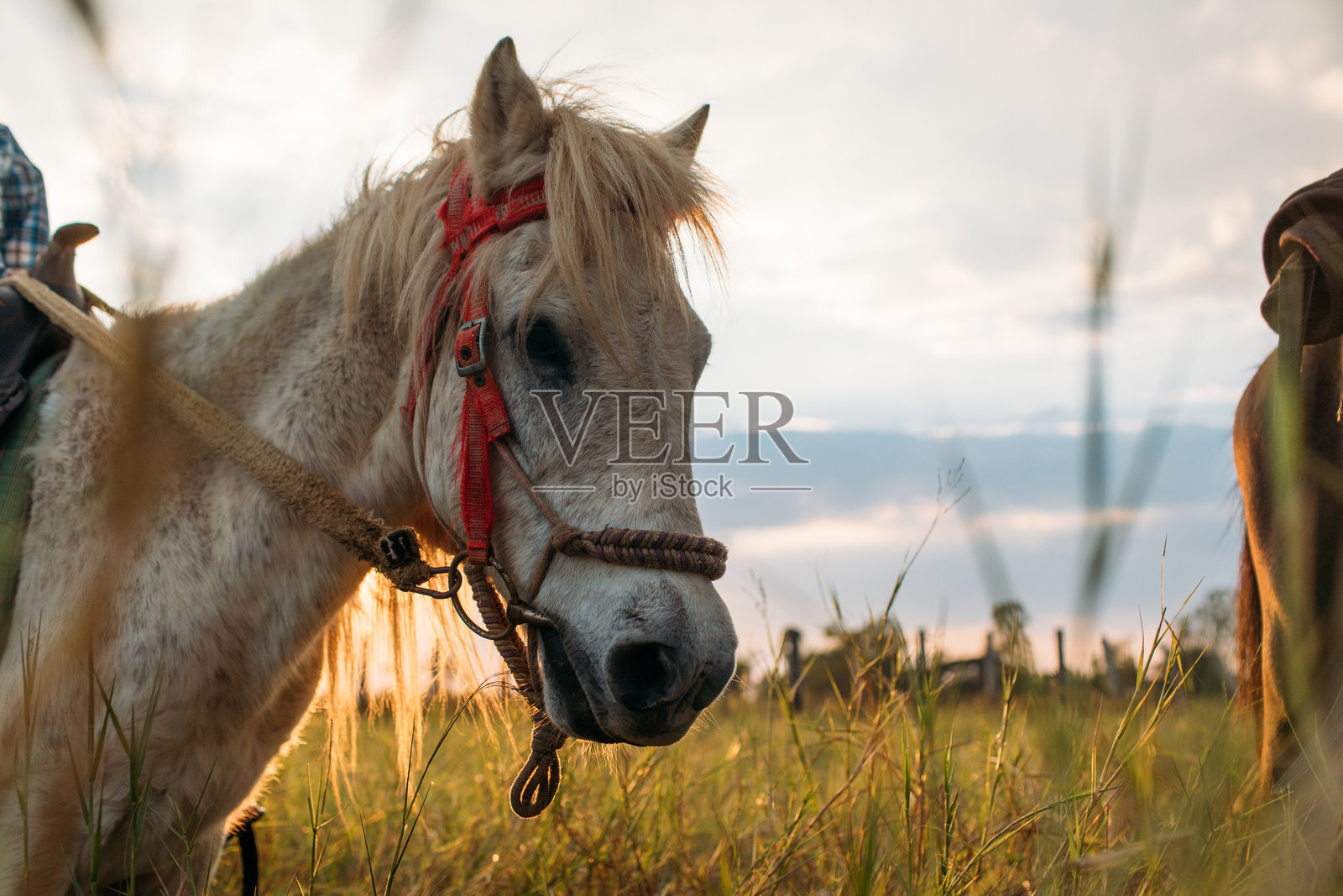 带有马具的白马照片摄影图片