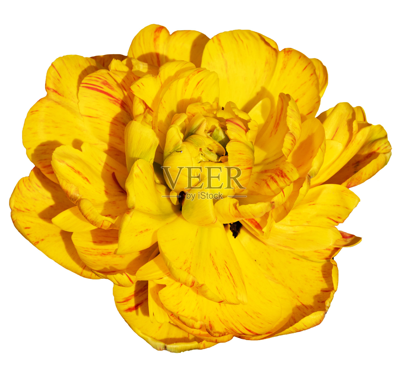 郁金香照片摄影图片