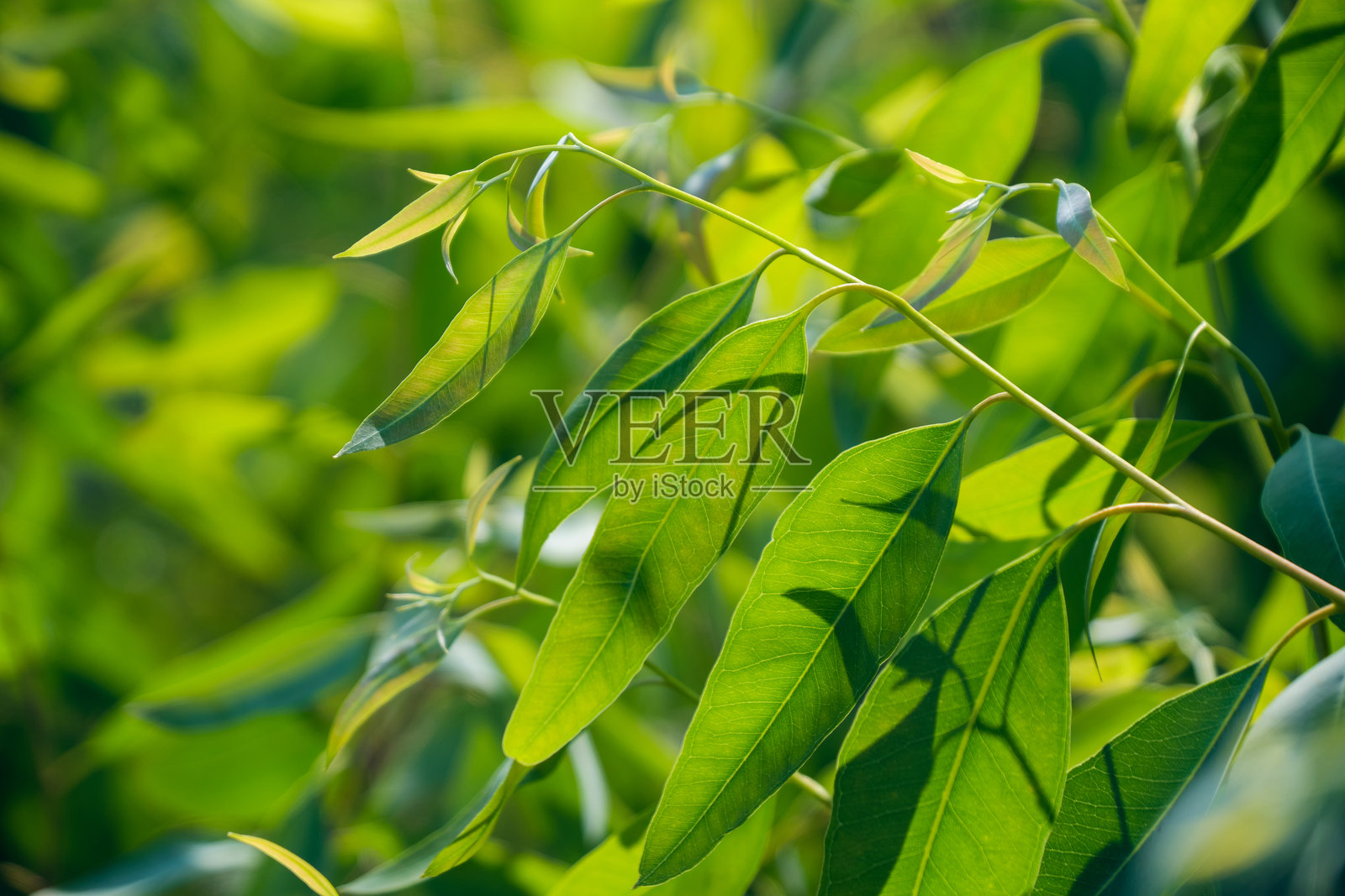 桉树叶。桉树枝，自然背景。照片摄影图片