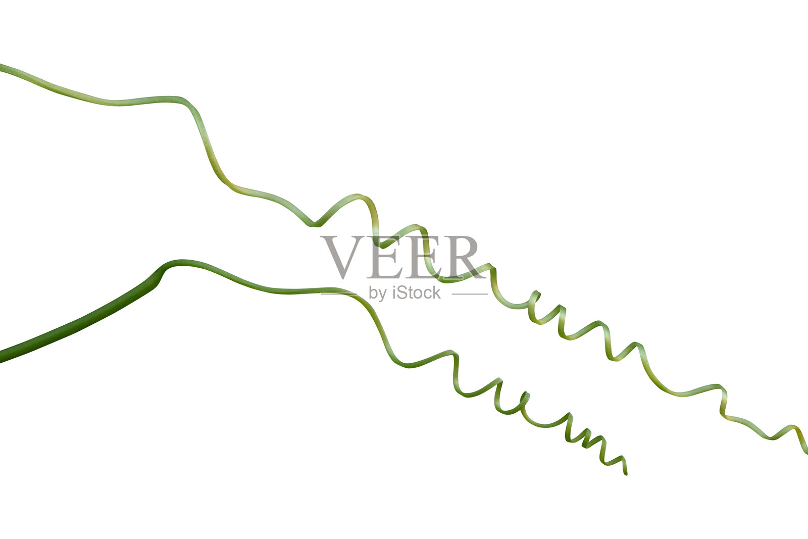 扭曲的藤蔓，春天新鲜的绿色，白色背景，剪切路径照片摄影图片