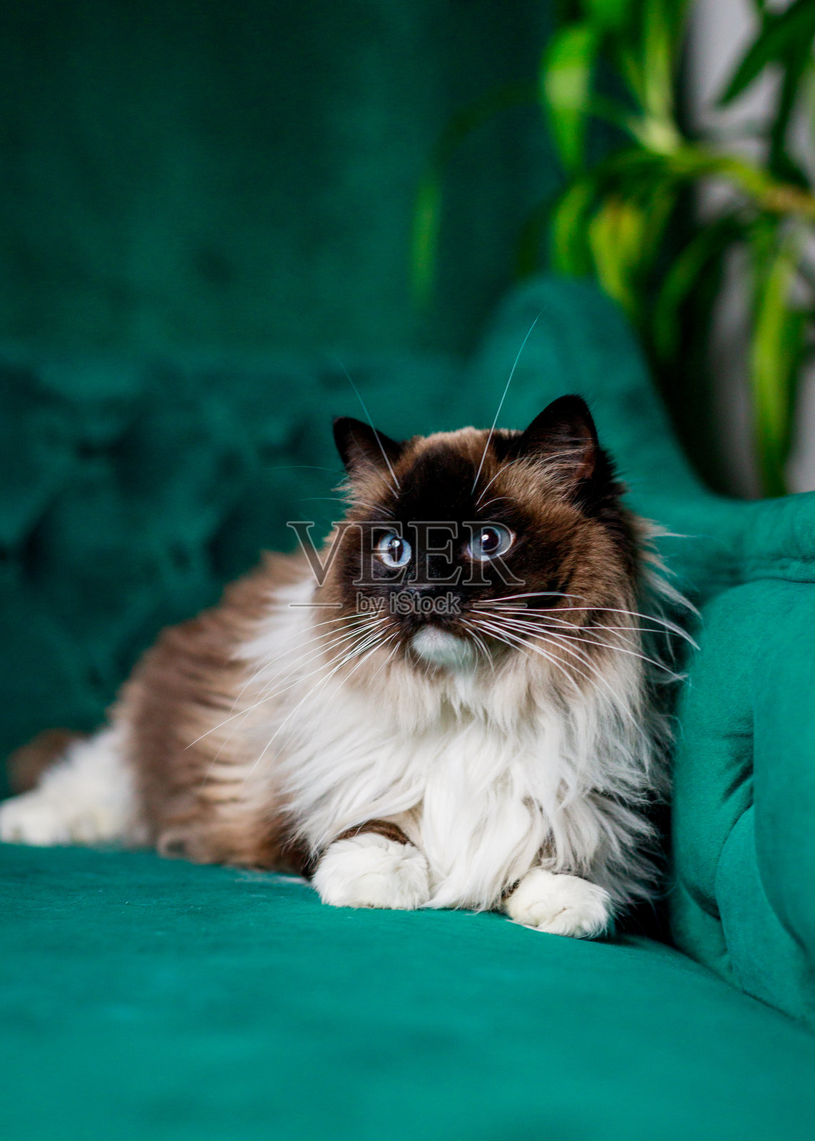 蓝眼睛的布偶猫坐在绿色天鹅绒沙发上照片摄影图片