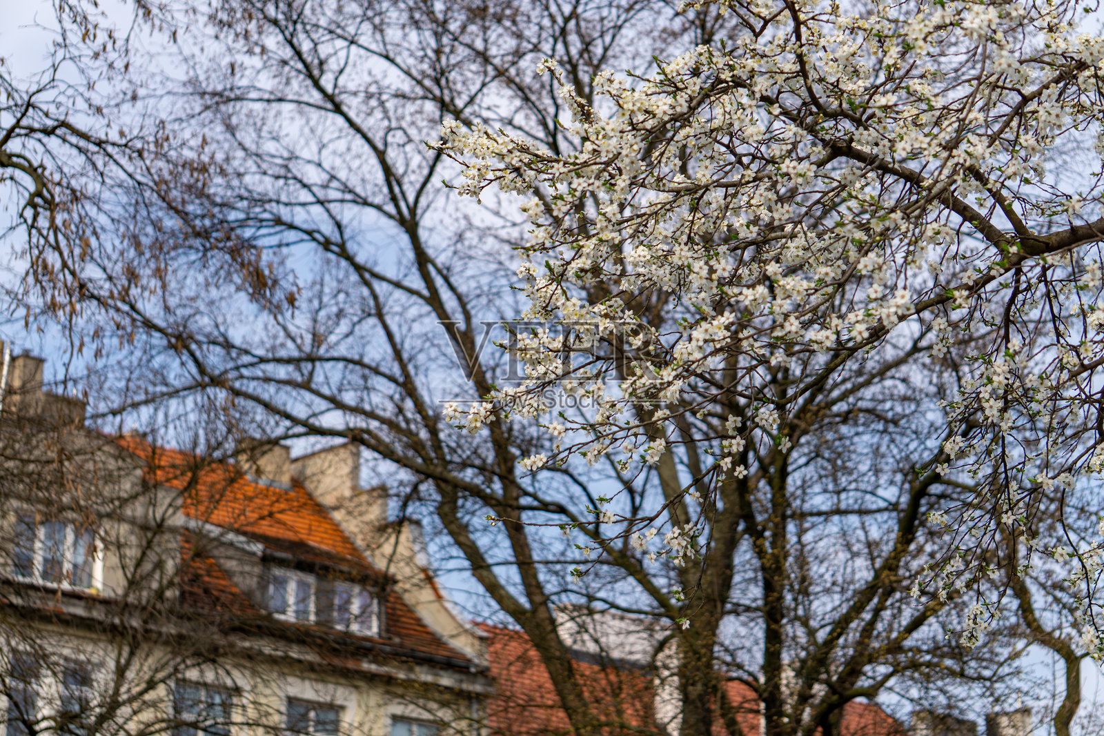 城市中盛开的白色树木。盛开的树木与城市建筑背景相映成趣。城市中的春天。照片摄影图片